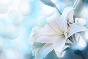 Obraz biely kvet ľalie na abstraktnom pozadí