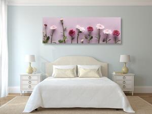 Obraz kompozícia ružových chryzantém