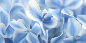 Obraz modro-biele kvety hortenzie