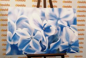 Obraz kvety hortenzie v modrobielom nádychu