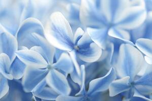 Obraz kvety hortenzie v modrobielom nádychu