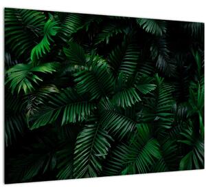 Obraz - Tropické papradie (70x50 cm)