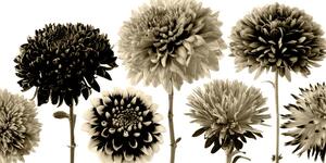 Obraz kvety dálie v rozmanitom dizajne v sépiovom prevedení