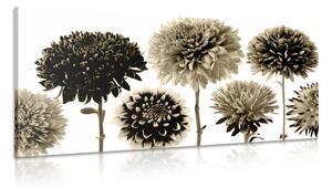 Obraz kvety dálie v rozmanitom dizajne v sépiovom prevedení