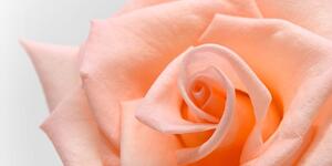 Obraz broskyňová ruža