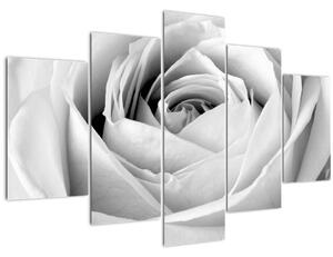 Obraz - Detail kvetu ruže (150x105 cm)