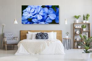Obraz malebné modré kvety