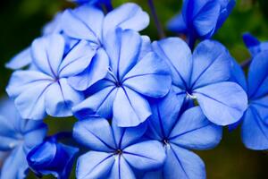 Obraz divoké modré kvety