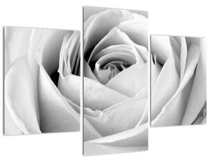 Obraz - Detail kvetu ruže (90x60 cm)