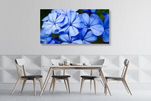 Obraz malebné modré kvety