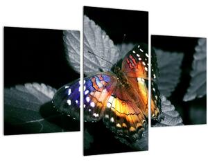 Obraz motýľa (90x60 cm)