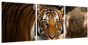 Obraz tigra (s hodinami) (90x30 cm)