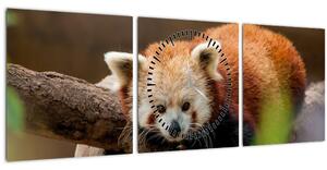 Obraz pandy červenej (s hodinami) (90x30 cm)