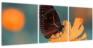 Obraz - motýľ na oranžovom kvete (s hodinami) (90x30 cm)