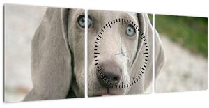 Obraz - šteňa weimarský stavač (s hodinami) (90x30 cm)