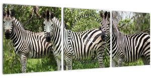 Obraz so zebrami (s hodinami) (90x30 cm)