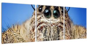 Obraz detailu pavúka (s hodinami) (90x30 cm)