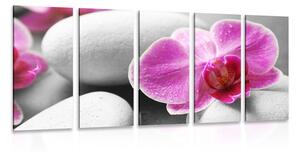 5-dielny obraz kvety orchidey na bielych kameňoch