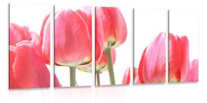 5-dielny obraz červené poľné tulipány