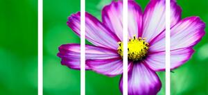 5-dielny obraz záhradný kvet krasuľky