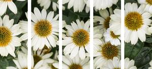 5-dielny obraz liečivé kvety harmančeka