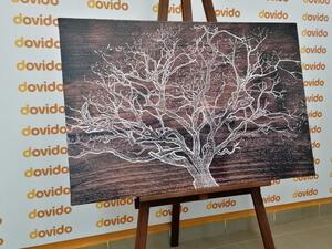 Obraz koruna stromu na drevenom podklade