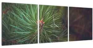 Obraz - Detail borovice (s hodinami) (90x30 cm)