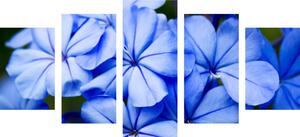 5-dielny obraz divoké modré kvety