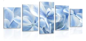 5-dielny obraz modro-biele kvety hortenzie