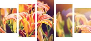 5-dielny obraz krásne kvitnúce kvety v záhrade