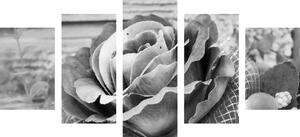 5-dielny obraz elegantná vintage ruža v čiernobielom prevedení