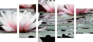 5-dielny obraz lotosový kvet