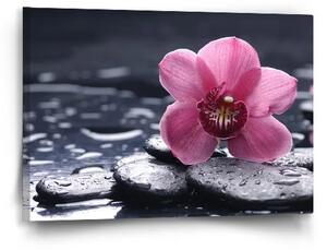 Sablio Obraz Orchidea - 60x40 cm