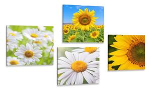 Set obrazov nádherné kvety na lúke