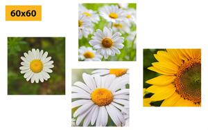 Set obrazov lúčne kvety