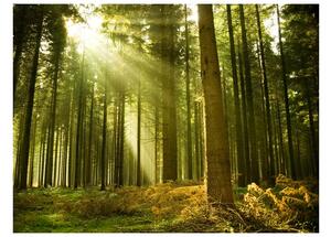 Fototapeta Borovicový les - Pine forest