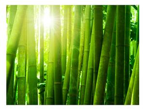 Fototapeta bambus zaliaty slnkom - Sun and bamboo