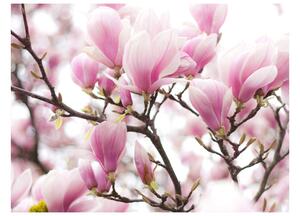 Fototapeta rozkvitnutá magnólia - Magnolia bloosom