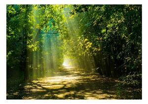 Fototapeta Lesná cesta v slnečnom svetle - Road in Sunlight