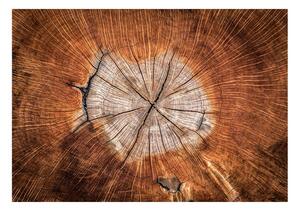 Fototapeta Duša stromu - The Soul of a Tree - 100x70