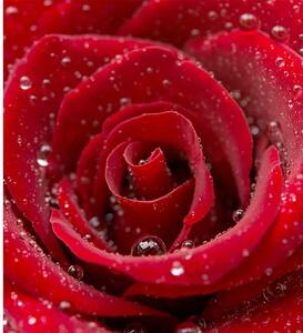 Fototapeta červená ruža - 225x250