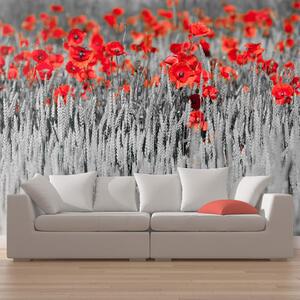 Fototapeta červené maky na čiernobielom pozadí - Red poppies on black and white background