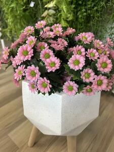 Umelá kytica Daisy ružová 28 cm UV - Ružová - 0 - 30cm - Áno