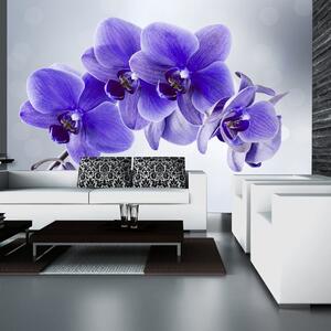 Samolepiaca tapeta fialová orchidea - Parting hour