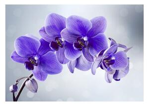 Samolepiaca tapeta fialová orchidea - Parting hour