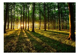 Samolepiaca tapeta jarné lesné ráno - Spring: Morning in the Forest