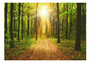 Samolepiaca tapeta zelený les - Mirror of Nature