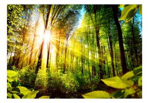 Samolepiaca tapeta slnko v lese - Forest Hideout