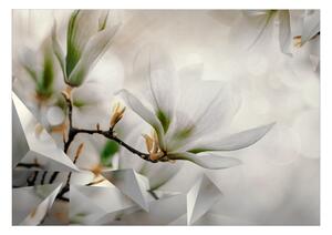 Fototapeta romantická magnólia - Subtle Magnolias