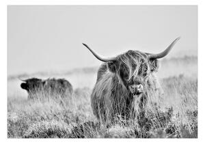 Fototapeta horský dobytok - Highland Cattle